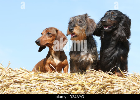 Hund Dackel / Dackel / Teckel drei Erwachsene verschiedene Haare (kurz, Draht und lang behaart) und verschiedenen Farben (drei Farben) Stockfoto