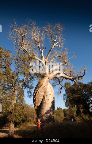 Madagaskar, Morondava, Touristen an die Liebhaber, Les Baobabs Amoureux, umschlungen Baobab-Bäume Stockfoto