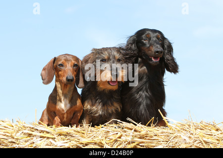 Hund Dackel / Dackel / Teckel drei Erwachsene verschiedene Haare (kurz, Draht und lang behaart) und verschiedenen Farben (drei Farben) Stockfoto