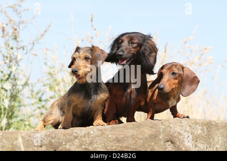 Hund Dackel / Dackel / Teckel drei Erwachsene verschiedene Haare (Draht, lang und kurz behaart) rot Eber auf einem Felsen sitzen Stockfoto