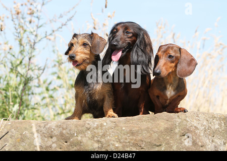 Hund Dackel / Dackel / Teckel drei Erwachsene verschiedene Haare (Draht, lang und kurz behaart) rot Eber auf einem Felsen sitzen Stockfoto