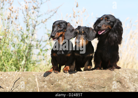 Hund Dackel / Dackel / Teckel drei Erwachsene verschiedene Haare (kurz, Draht und lang behaart) Black And Tan auf einem Felsen Stockfoto