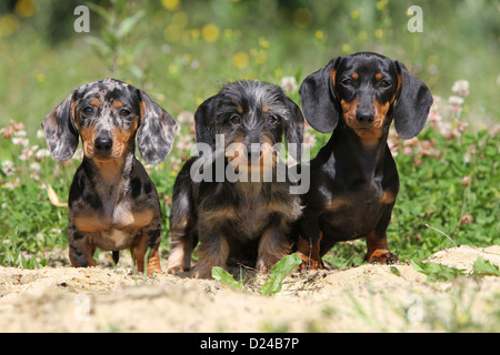 Hund Dackel / Dackel / Teckel drei Erwachsene verschiedene Haare (kurze und Draht Haaren) und verschiedenen Farben (zwei Farben) Stockfoto