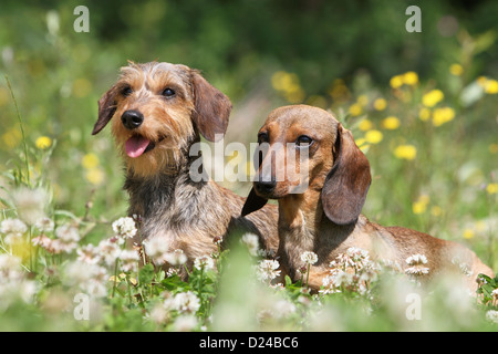 Hund Dackel / Dackel / Teckel zwei Erwachsene verschiedene Haare (Draht und kurzen Haaren) rot Stockfoto
