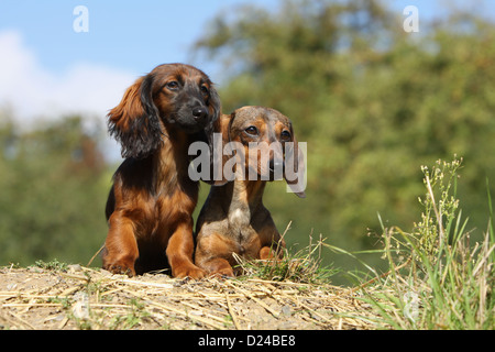 Hund Dackel / Dackel / Teckel zwei Erwachsene verschiedene Haare (lang und kurz behaart) rot Stockfoto