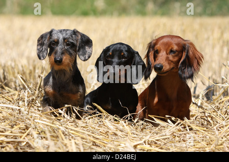 Hund Dackel / Dackel / Teckel drei Erwachsene verschiedene Haare (Draht, kurz- und langhaarige) und verschiedenen Farben (drei Farben) Stockfoto