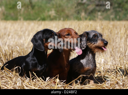 Hund Dackel / Dackel / Teckel drei Erwachsene verschiedene Haare (kurze, lange und behaarte Draht) und verschiedenen Farben (drei Farben) Stockfoto