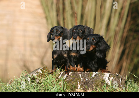 Hund Dackel / Dackel / Teckel drei Erwachsene verschiedene Haare (kurz, Draht und langhaarige) Black And Tan auf einem Holz Stockfoto