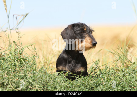 Hund Dackel / Dackel / Teckel rauhaar (Schwarz eine tan) Erwachsenen Porträt Profil Stockfoto