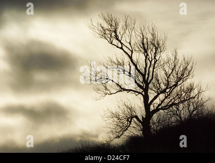 Silhouette eines Baumes gegen bedecktem Himmel Stockfoto