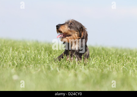 Hund Dackel / Dackel / Teckel rauhaar Erwachsener (Farbe Wildschwein) Porträt Profil Stockfoto