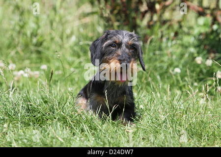 Hund Dackel / Dackel / Teckel rauhaar (Merle Harlekin) Erwachsenen sitzen auf der Wiese Stockfoto