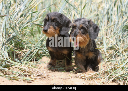 Hund Dackel / Dackel / Teckel Drahthaar zwei Erwachsene verschiedenen Farben (schwarz und braun, Merle Harlekin) sitzen Stockfoto