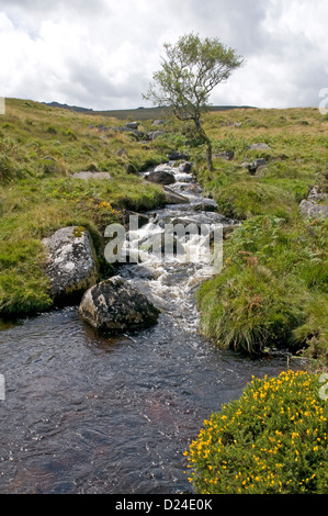 Ein Stream stürzt hinunter in Richtung Cullever Schritte in der Nähe der Quelle des Flusses Okement Osten am nördlichen Rande des Dartmoor Stockfoto