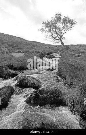 Ein Stream stürzt hinunter in Richtung Cullever Schritte, in der Nähe der Quelle des Flusses Okement Osten am nördlichen Rande des Dartmoor Stockfoto