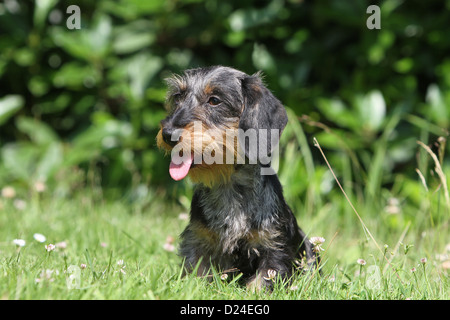 Hund Dackel / Dackel / Teckel rauhaar (Merle Harlekin) Erwachsenen sitzen auf der Wiese Stockfoto