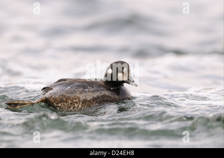 Harlekin Ente (Histrionicus Histrionicus) Erwachsenfrau, Schwimmen, Island, Juni Stockfoto