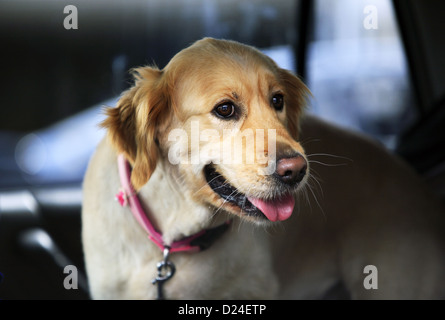 Labrador Golden Retriever im Autofenster Stockfoto