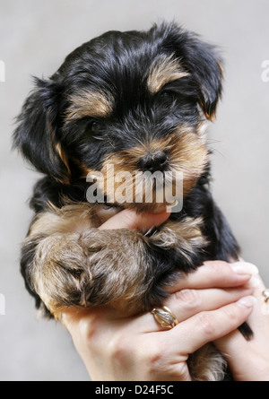 Welpen von der Yorkshire-Terrier im studio Stockfoto