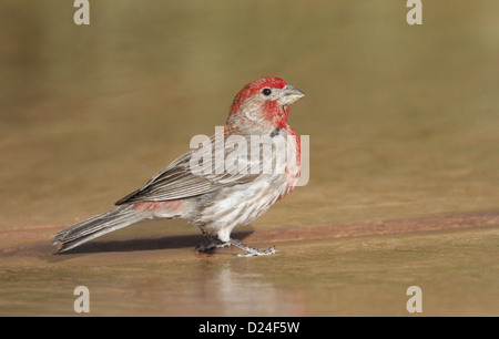 Haus Fink (Carpodacus Mexicanus) erwachsenen männlichen, Zucht Gefieder, stehend auf Betonsockel, Arches N.P, Utah, USA, kann Stockfoto