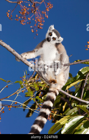 Madagaskar, Ambalavao, Reserve d'Anja, Ringtailed Lemur Lemur Catta sitzt im Baum Stockfoto