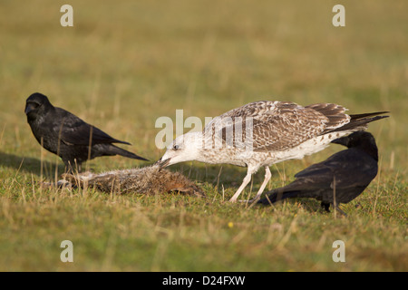 Silbermöwe Larus Argentatus juvenile ernähren sich von Toten Europäische Kaninchen Oryctolagus Cunniculus mit AAS-Krähe Corvus corone Stockfoto