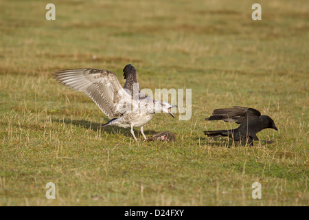 Silbermöwe Larus Argentatus juvenile jagen AAS-Krähe Corvus Corone Erwachsene aus Toten Europäische Kaninchen Oryctolagus Stockfoto