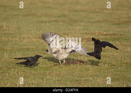 Silbermöwe Larus Argentatus juvenile jagen AAS-Krähe Corvus Corone zwei Erwachsene aus Toten Europäische Kaninchen Oryctolagus Stockfoto