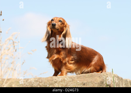 Hund Dackel / Dackel / Teckel Langhaar Erwachsener (rot) sitzt auf einem Felsen Stockfoto