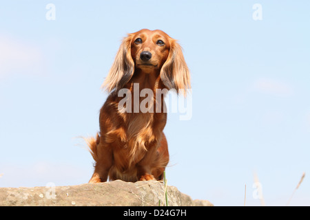 Hund Dackel / Dackel / Teckel Langhaar Erwachsener (rot) sitzt auf einem Felsen Stockfoto