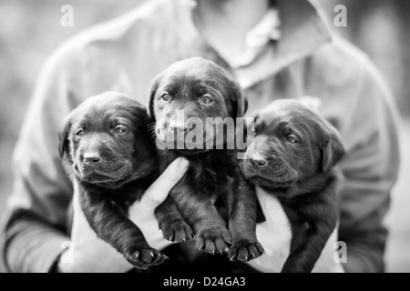 Drei 8 acht Wochen alten Labrador Welpen in Händen des Eigentümers Stockfoto