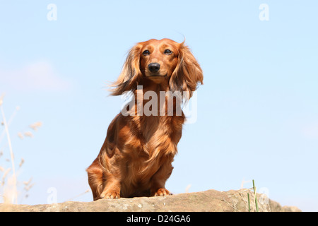 Hund Dackel / Dackel / Teckel Langhaar Erwachsener (rot) sitzt auf einem Felsen Stockfoto