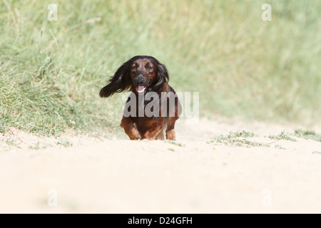 Hund Dackel / Dackel / Teckel Langhaar Erwachsener (rot) ausgeführt Stockfoto