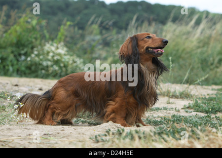 Hund Dackel / Dackel / Teckel Langhaar Erwachsene (rot) Standard Profil auf einer Wiese Stockfoto