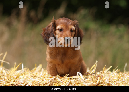 Hund Dackel / Dackel / Teckel Langhaar-Welpen (rot) sitzt auf dem Stroh Stockfoto