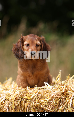 Hund Dackel / Dackel / Teckel Langhaar-Welpen (rot) sitzt auf dem Stroh Stockfoto