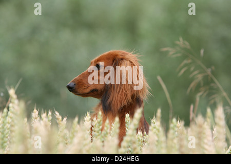 Hund Dackel / Dackel / Teckel Langhaar Erwachsener (rot) sitzt in einem Feld-Porträt-Profil Stockfoto