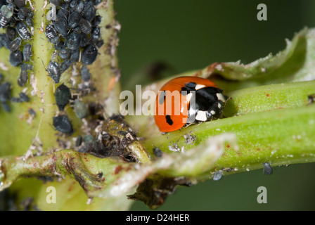 BlackFly und Marienkäfer auf dem Stamm einer Saubohne-Anlage Stockfoto