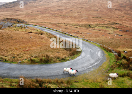 Healy Pass - John Gollop Stockfoto