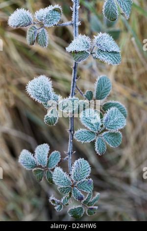 Wilde Brombeere (Rubus Fruticosa), Blättern bedeckt in Rime Frost, England, Dezember Stockfoto