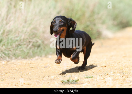 Hund Dackel / Dackel / Teckel Kurzhaar Erwachsener (Black And Tan) ausgeführt Stockfoto