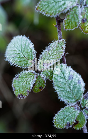 Wilde Brombeere (Rubus Fruticosa), Blättern bedeckt in Rime Frost, England, Dezember Stockfoto