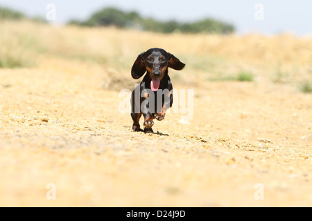 Hund Dackel / Dackel / Teckel Kurzhaar Erwachsener (Black And Tan) ausgeführt Stockfoto