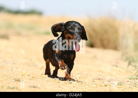 Hund Dackel / Dackel / Teckel Kurzhaar Erwachsener (Black And Tan) ausgeführt Stockfoto