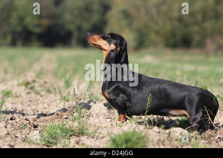 Hund Dackel / Dackel / Teckel Kurzhaar Erwachsener (Black And Tan) stehen in einem Feld Stockfoto