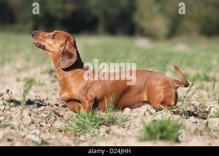 Hund Dackel / Dackel / Teckel Kurzhaar Erwachsenen rot stehend auf einer Wiese Stockfoto