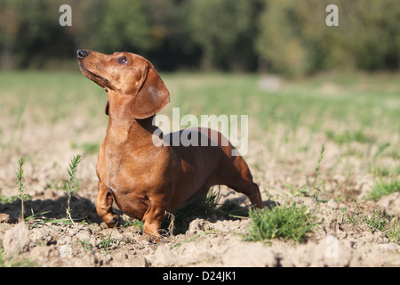 Hund Dackel / Dackel / Teckel Kurzhaar Erwachsenen rot stehend in einem Feld Stockfoto