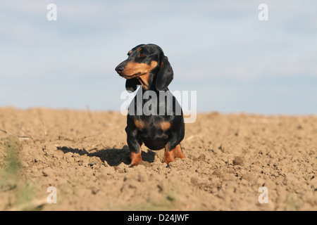 Hund Dackel / Dackel / Teckel Kurzhaar Erwachsener (Black And Tan) stehen in einem Feld Stockfoto