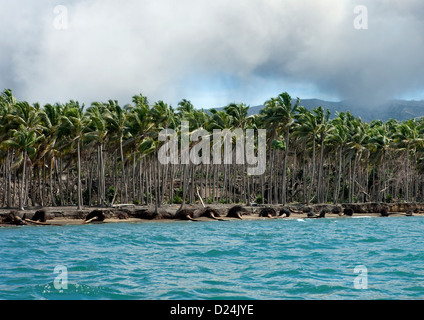 Tot Plam Bäume nach einem Vulkanausbruch In Tavurvur Vulkan, Rabaul, neue britische Insel, Papua Neu Guinea Stockfoto
