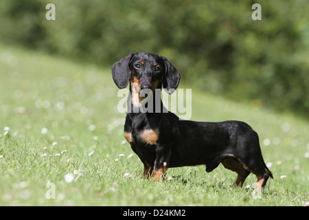 Hund Dackel / Dackel / Teckel Kurzhaar Erwachsener (Black And Tan) steht auf einer Wiese Stockfoto
